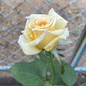 木立性 薔薇の投稿画像一覧 Greensnap グリーンスナップ