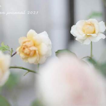 KIZUNAの画像 by kayoさん | 小さな庭とバラとKIZUNAとばら バラ 薔薇とマイガーデンとバラのある暮らしとナチュラルガーデンとミラーレス一眼とナチュラルスタイルとガーデニングと絆〜キズナ〜と花のある暮らしとお花のある生活とバラ・ミニバラとチャリティーローズ KIZUNAとバラを楽しむ