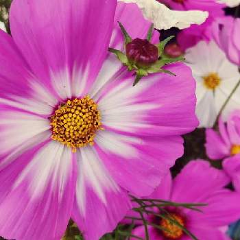 花工場溝口店のアルバム Greensnap グリーンスナップ