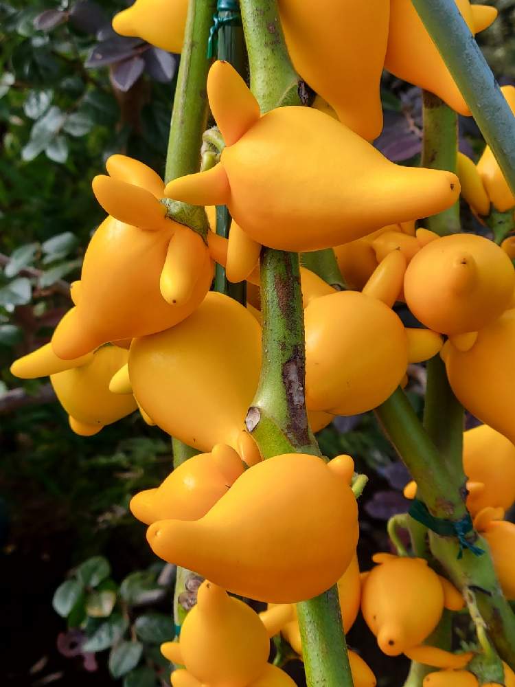 フォックスフェイスの投稿画像 By ブルーフェアリーさん お出かけ先と花散歩と私の花アルバムと私の花暦と花散歩と私の花アルバムと私の花暦 21月10月8日 Greensnap グリーンスナップ Greensnap グリーンスナップ