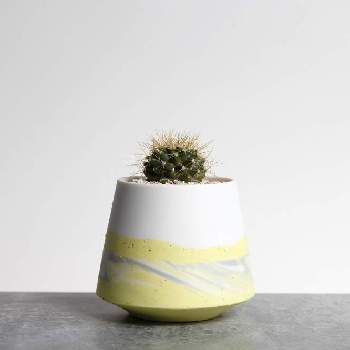 可愛いサボテンの投稿画像一覧 Greensnap グリーンスナップ