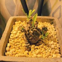 ユーフォルビア 峨眉山の育て方 植え替えや水やり頻度は Greensnap グリーンスナップ