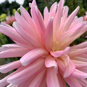 薄いピンクのお花の画像 by EMIさん | お散歩と花のある暮らしとダリア☆と薄いピンクのお花と昭和記念公園