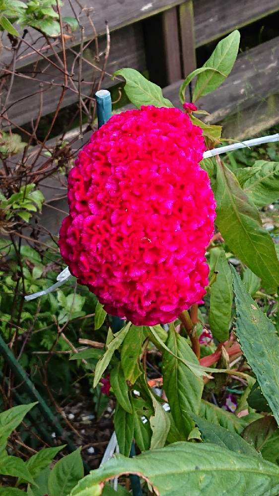 くるめけいとうの投稿画像 By さーやんさん 小さな庭と久留米ケイトウとチーム愛知と医療従事者の方々に感謝しますと久留米ケイトウとチーム愛知と医療従事者の方々に感謝します 21月10月9日 Greensnap グリーンスナップ Greensnap グリーンスナップ くるめけいとうの投稿画像 By さーやんさん 小さな庭と久留米ケイトウとチーム愛知と医療従事者の方々に感謝しますと久留米ケイトウとチーム愛知と医療従事者の方々に感謝します 21月10月9日 Greensnap グリーンスナップ Greensnap グリーンスナップ