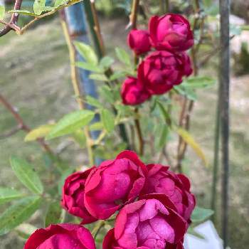 マザーズディの画像 by ラックスさん | 広い庭とマザーズディとつるバラと赤薔薇と四季咲バラ