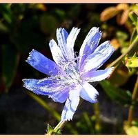 チコリの育て方 ハーブやエディブルフラワーとしても栽培できる Greensnap グリーンスナップ