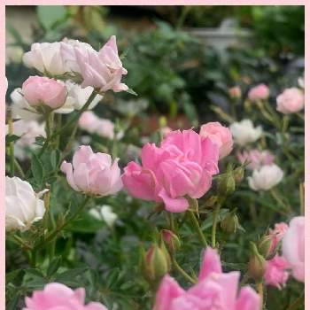 ミニ薔薇・ほほえみの画像 by momoさん | 小さな庭と医療・介護の皆様に感謝とピンクの花とお庭のお花と花のある生活とピンク❤︎ピンクとミニ薔薇・ほほえみとほんのりピンクが好きとお花は癒しとミニ薔薇