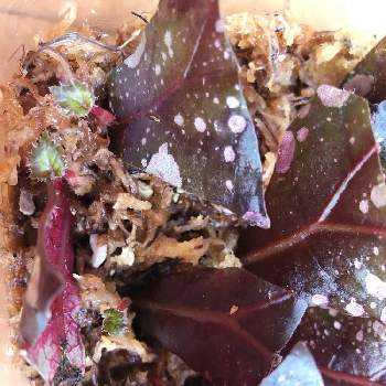 根茎性ベゴニアの投稿画像一覧 Greensnap グリーンスナップ