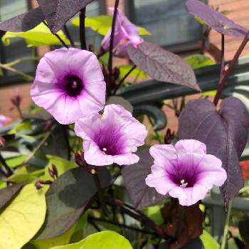 イポメア,散歩,赤紫色の花,土曜日は紫の花,球根植物の画像