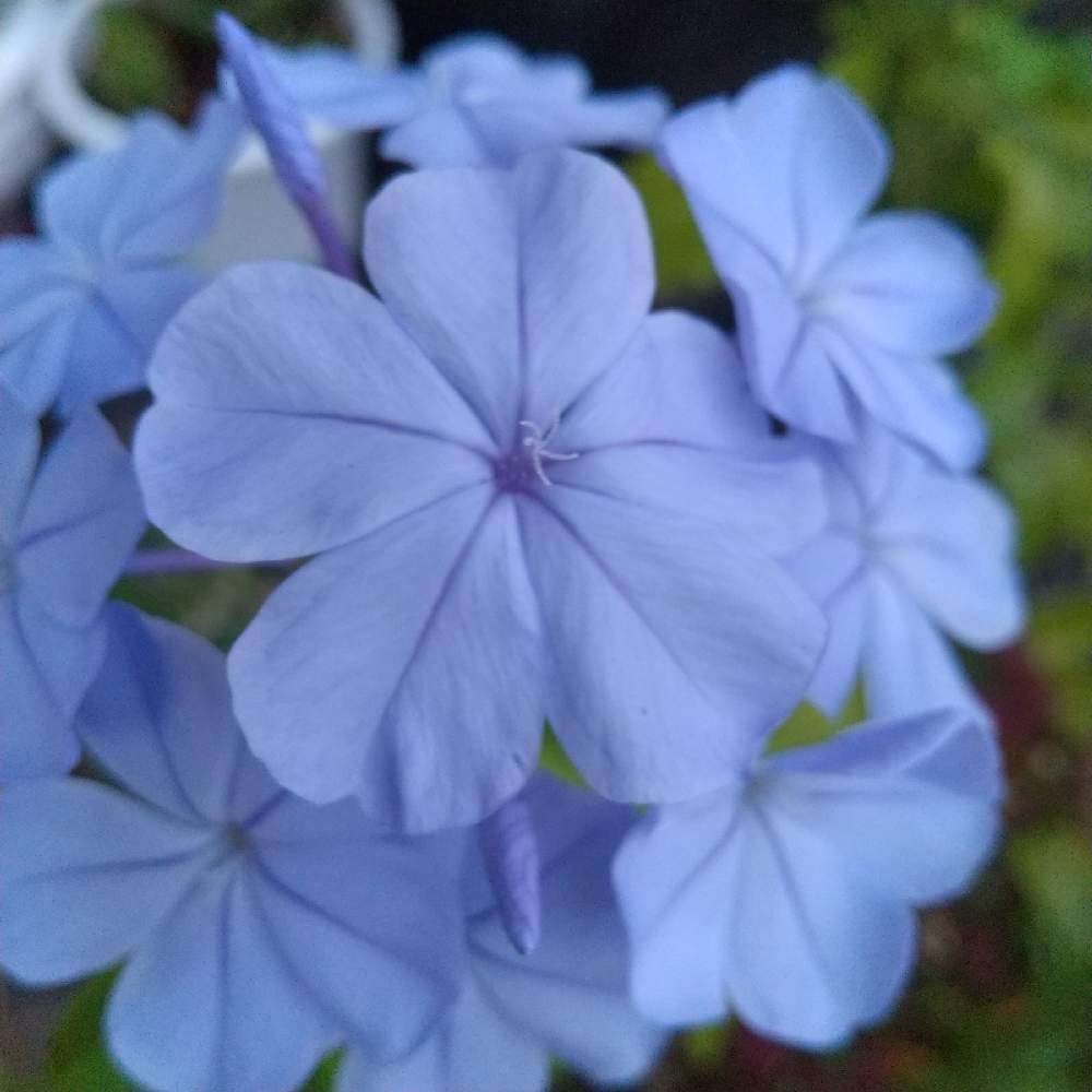 プルンバーゴの投稿画像 By ともさん ルリマツリと瑠璃茉莉と青い花と花のある暮らしとブルーガーデンと青い花と花のある暮らしとブルーガーデン 21月10月9日 Greensnap グリーンスナップ Greensnap グリーンスナップ