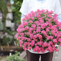 ニチニチソウ,ニチニチソウ フェアリースター,ピンク,夏の花,秋の花の画像