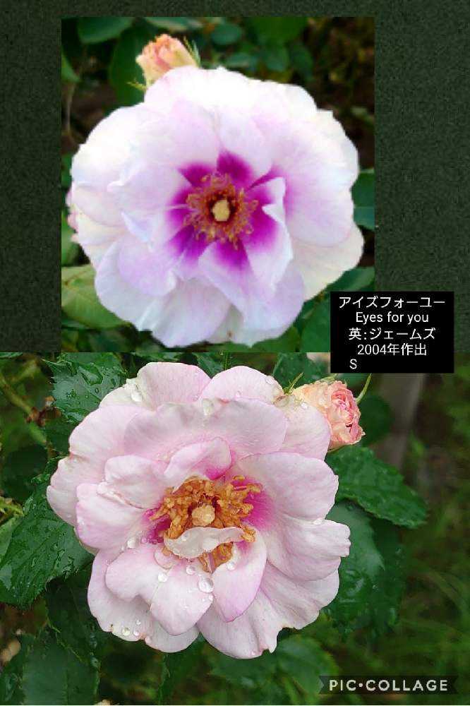 原色薔薇・洋蘭図鑑 1955年 原色薔薇・洋蘭図鑑 1955年