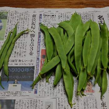 モロッコインゲン豆の投稿画像一覧 Greensnap グリーンスナップ