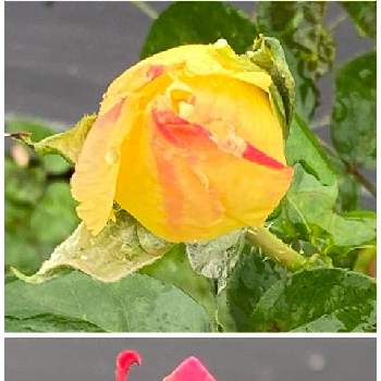 プリンセスチチブの画像 by Yorikoさん | プリンセスチチブとピースと薔薇に魅せられてと薔薇のある暮らし♡とおうち園芸