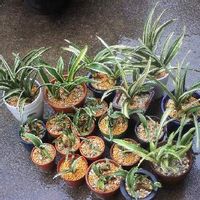 万年青 オモト の育て方 植え替え時期や株分けの方法は Greensnap グリーンスナップ