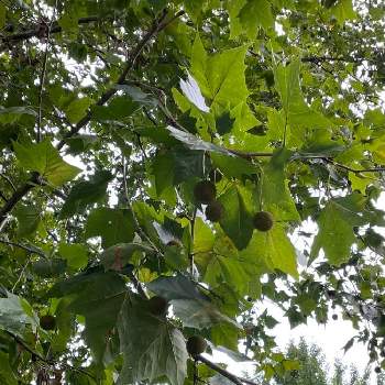 プラタナスの投稿画像一覧 Greensnap グリーンスナップ