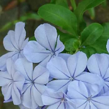 青い花に魅せられての画像 by Momorinさん | バルコニー/ベランダと花マニアと花中毒と植中毒と青い花に魅せられてとルリマツリ☆と花のある暮らしと植物マニア