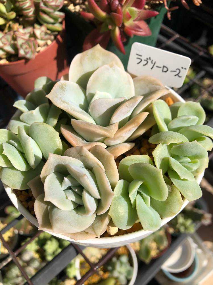 ❤︎.* ラブリーローズ ❤︎.* ポットごと発送 ❤︎.* ラブリーローズ ❤︎.* ポットごと発送