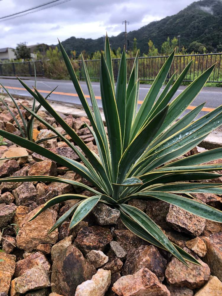 ユッカ グロリオサの投稿画像 By あーさんさん 小さな庭と地植えと耐寒性と大きくなったと元気に育ててますよと地植えと耐寒性と大きくなったと元気に育ててますよ 21月10月9日 Greensnap グリーンスナップ Greensnap グリーンスナップ