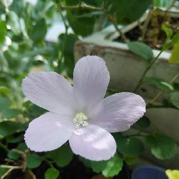 原種ハイビスカスの投稿画像一覧 Greensnap グリーンスナップ