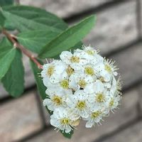 コデマリ 小手毬 の育て方 剪定や挿し木の方法は 鉢植えと地植えどっちが向いてる Greensnap グリーンスナップ コデマリ 小手毬 の育て方 剪定や挿し木の方法は 鉢植えと地植えどっちが向いてる Greensnap グリーンスナップ