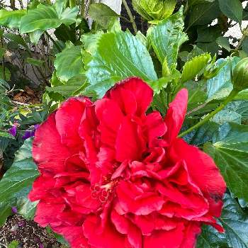 ハイビスカス 八重咲きの投稿画像一覧 Greensnap グリーンスナップ