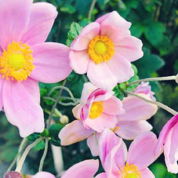 秋明菊ピンクの画像 by kaeさん | お出かけ先と秋明菊ピンクと季節を楽しむといい時間とありがとう♡と綺麗と季節のお花と小さな幸せ♡と可愛いと季節感と花のある暮らしとお花のある生活とお散歩と素敵