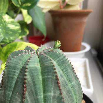 んでおりま レア ユーフォルビア 観葉植物 多肉植物 グリーン サボテン 雑貨の通販 By Eimえいむeim S Shop ラクマ こぼれ Shineray Com Br んでおりま レア ユーフォルビア 観葉植物 多肉植物 グリーン サボテン 雑貨の通販 By Eimえいむeim S Shop ラクマ こぼれ Shineray Com Br