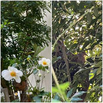 秋明菊 白の画像 by イチゴミルクさん | 小さな庭とキジバトの巣と秋明菊 白