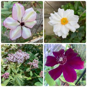 クレマチス フォンドメモリーズの投稿画像一覧 Greensnap グリーンスナップ