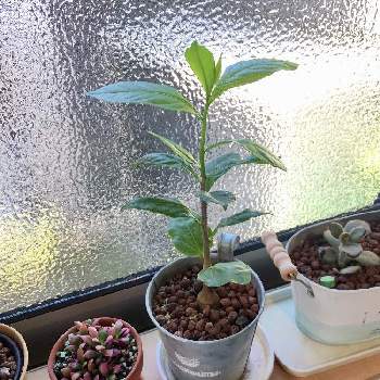 アダンソニア・ディギタータの画像 by Yoidukiさん | 窓辺とアダンソニア・ディギタータと観葉植物と成長記録とバオバブ属