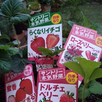 サントリー本気野菜の投稿画像一覧 Greensnap グリーンスナップ