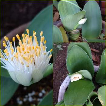 不思議な花の投稿画像一覧 Greensnap グリーンスナップ