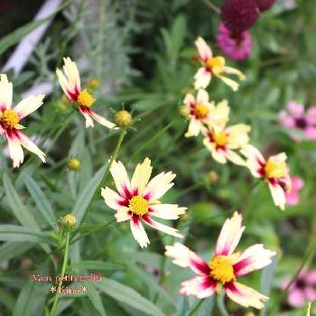 コレオプシス♡の画像 by kinoさん | 小さな庭とマイガーデンと小さな庭♡と黄色の花と鉢植えとガーデニングとコレオプシス♡と色の変化