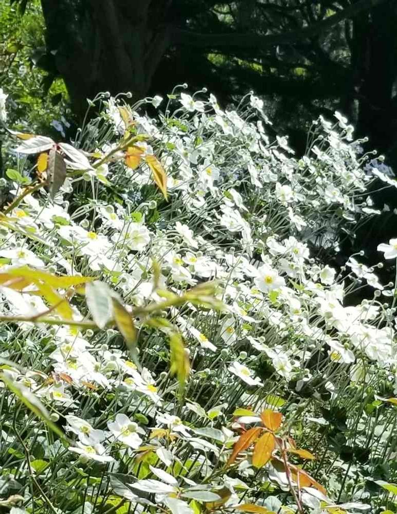 エリィさんの港の見える丘公園への投稿