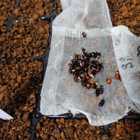 クリスマスローズ,naluロー,ガーデニング,種まき,花のある暮らしの画像