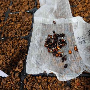 クリスマスローズ,naluロー,ガーデニング,種まき,花のある暮らしの画像