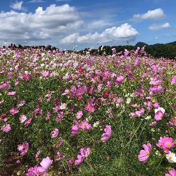 鹿児島の画像 by あぐりさん | お出かけ先とコスモス畑ときれいな花と綺麗な花と鹿児島と花のある暮らしとかわいい花