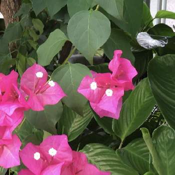 南米原産の投稿画像一覧 Greensnap グリーンスナップ