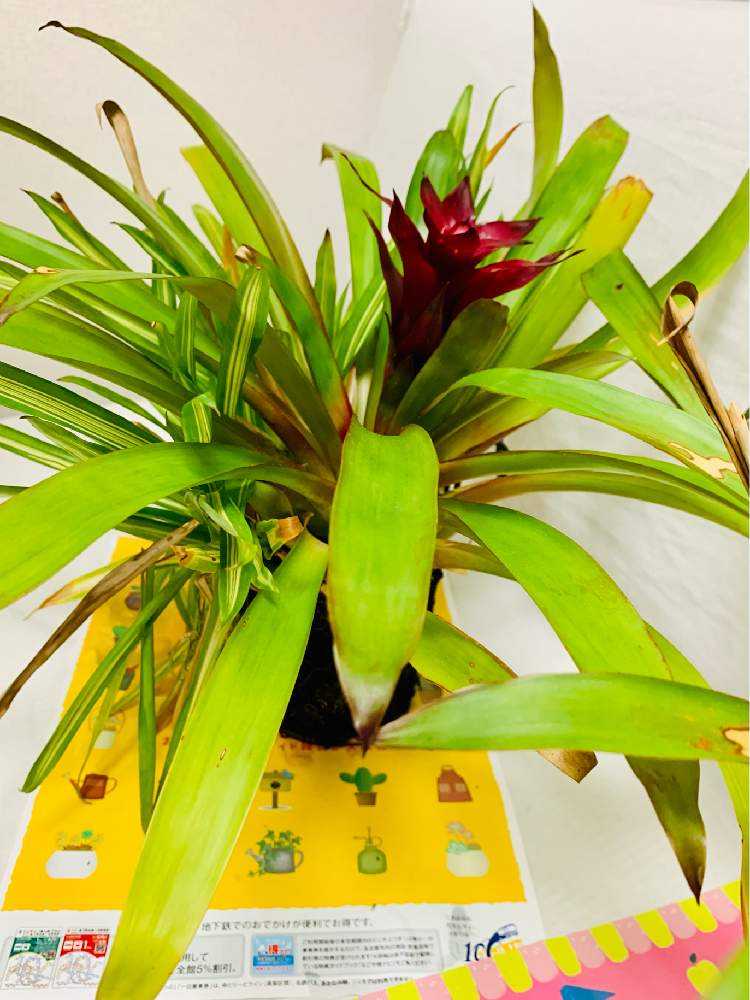 グズマニア子株ちゃんの親離れのお手伝い Greensnap グリーンスナップ