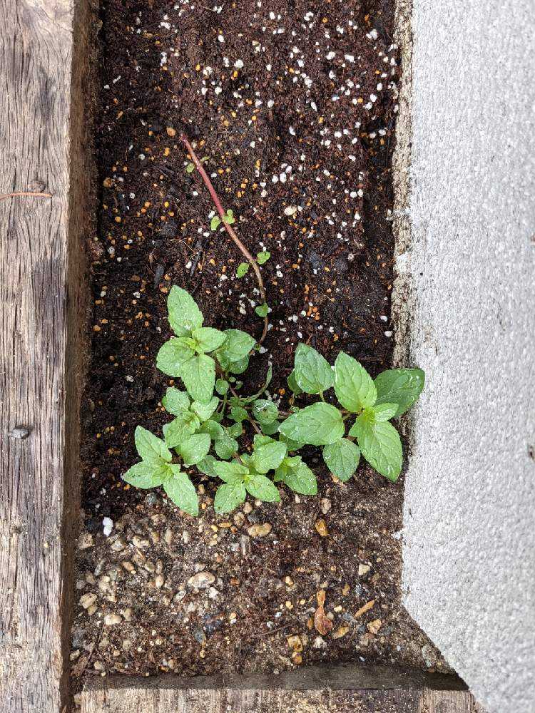 ミント バジル 土植え Greensnap グリーンスナップ