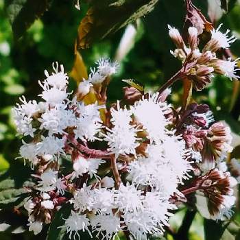 マルバフジバカマの投稿画像一覧 Greensnap グリーンスナップ