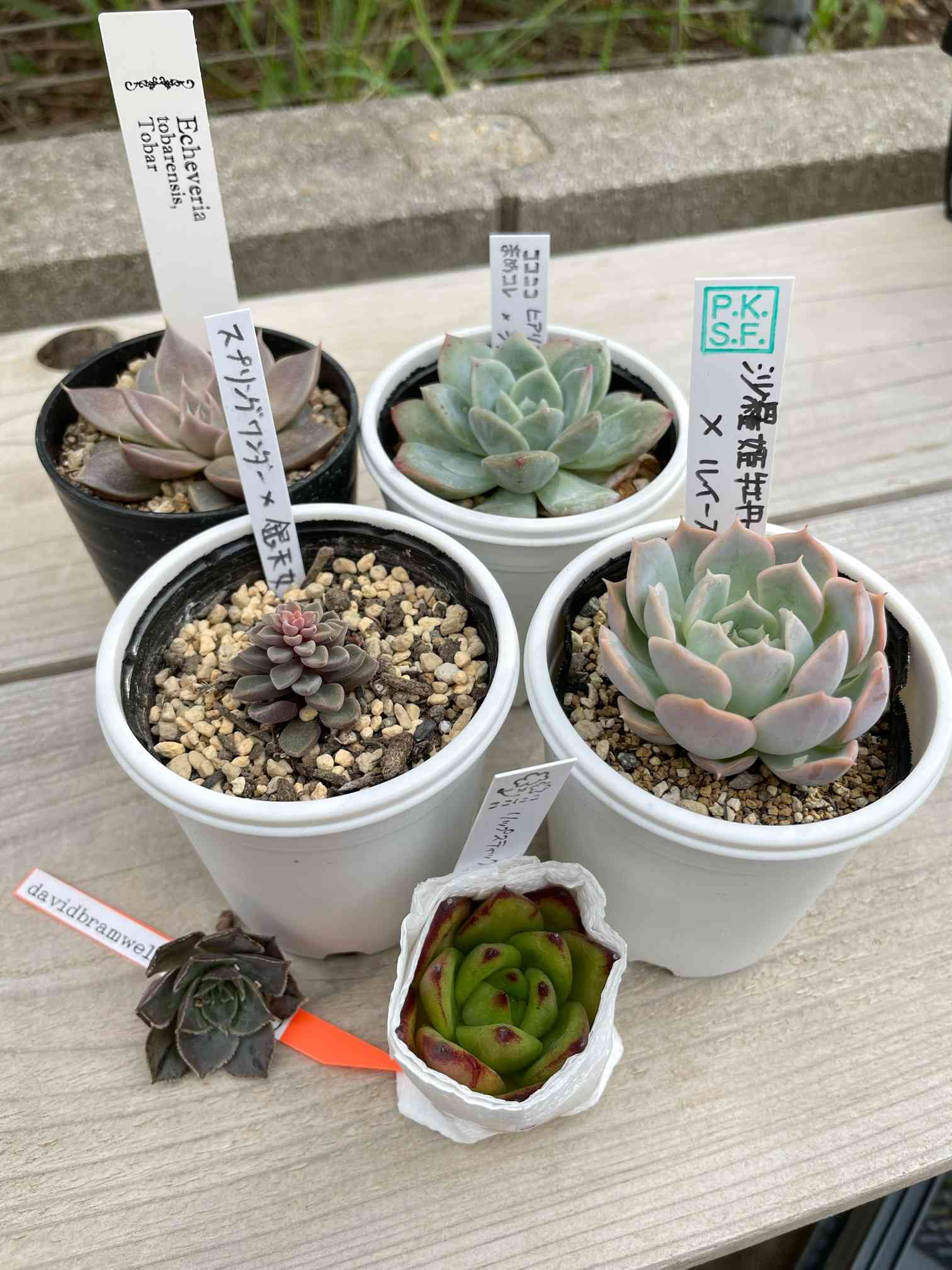 スプリングワンダー×銀天女の一覧｜🍀GreenSnap（グリーンスナップ）