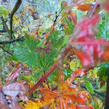 紅葉の葉の画像 by パープルさん | お出かけ先と紅葉と秋景色と2020年5月同期と霧の中とつばくろ谷と紅葉の葉と小さい秋と吾妻スカイライン