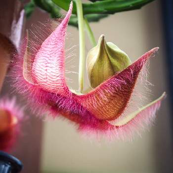 ちょっとグロいの投稿画像一覧 Greensnap グリーンスナップ