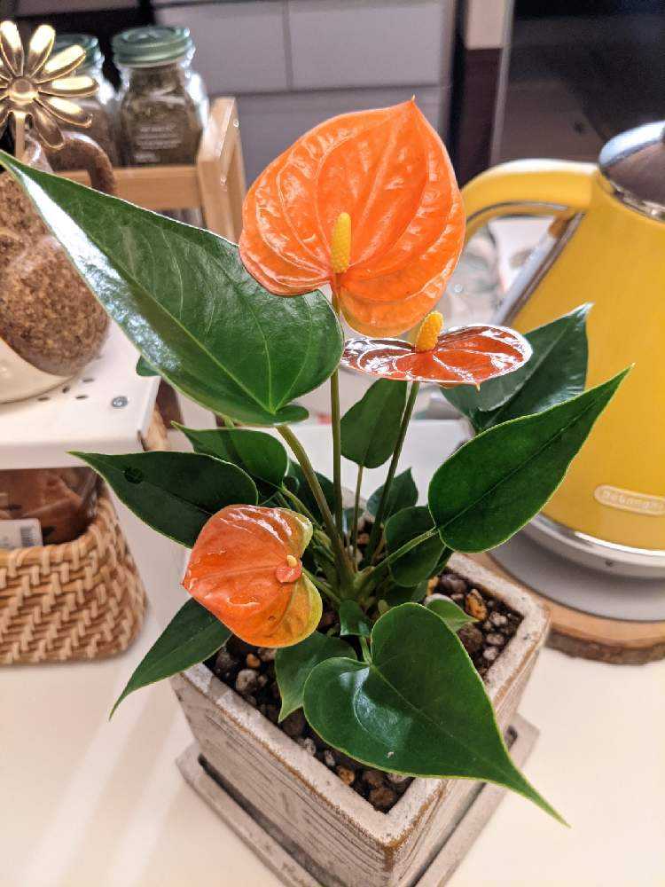 アンスリウムの蕾が開くまで Greensnap グリーンスナップ