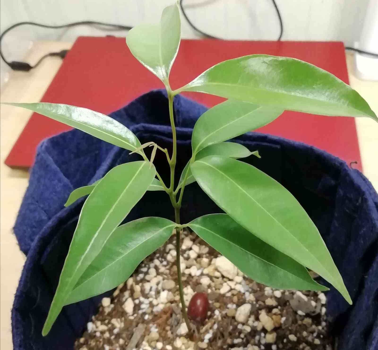ライチを種から観葉植物にしたい！【5】｜🍀GreenSnap（グリーン