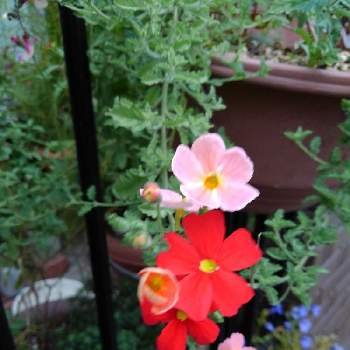 サンブリテニア・アプリコットディーバの画像 by みっこさん | フェンスと沢山のお花と窓越しのお花と狭い･･･庭とサンブリテニア・スカーレット♡と☆サンブリテニア パープルディーバとサンブリテニア・アプリコットディーバとおうち園芸とピンクのお花と可愛いお花♪とハンキングバスケットと元気に育ててますよと寄せ植え大好きとガーデ二ング