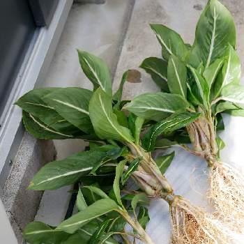 根洗いの投稿画像一覧 Greensnap グリーンスナップ