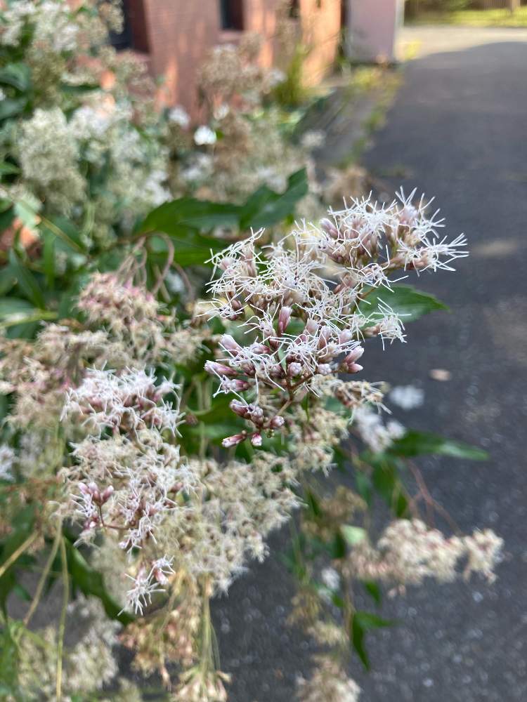 在来フジバカマ 東京にもあったんだ Greensnap グリーンスナップ